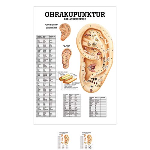 Sport-Tec Ohrakupunktur Mini-Poster Anatomie 34x24 cm medizinische Lehrmittel Sport-Tec Ohrakupunktur Mini-Poster Anatomie 34x24 cm medizinische Lehrmittel von Sport-Tec
