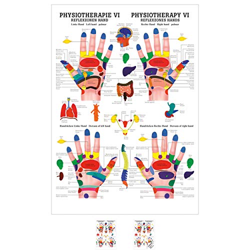Sport-Tec Reflexzonen Hand Mini-Poster Anatomie 34x24 cm medizinische Lehrmittel Sport-Tec Reflexzonen Hand Mini-Poster Anatomie 34x24 cm medizinische Lehrmittel von Sport-Tec