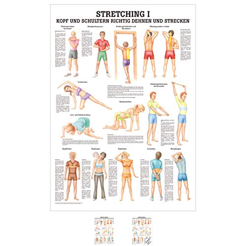 Sport-Tec Stretching I Mini-Poster Anatomie 34x24 cm medizinische Lehrmittel von Sport-Tec
