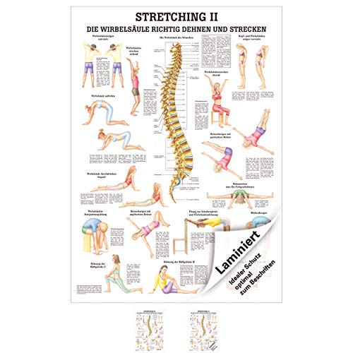 Sport-Tec Stretching II Mini-Poster Anatomie 34x24 cm medizinische Lehrmittel von Sport-Tec