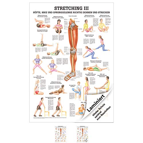 Sport-Tec Stretching III Lehrtafel Anatomie 100x70 cm medizinische Lehrmittel von Sport-Tec
