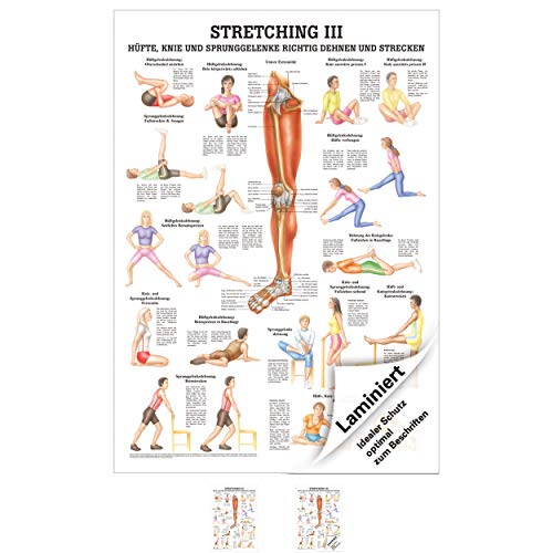 Sport-Tec Stretching III Mini-Poster Anatomie 34x24 cm medizinische Lehrmittel von Sport-Tec