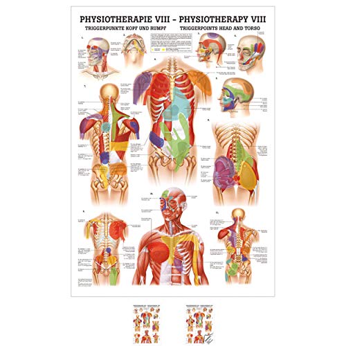 Sport-Tec Triggerpunkte Kopf und Rumpf Mini-Poster Anatomie 34x24 cm med. Lehrmittel Sport-Tec Triggerpunkte Kopf und Rumpf Mini-Poster Anatomie 34x24 cm med. Lehrmittel von Sport-Tec