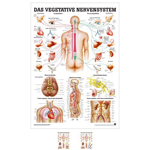 Sport-Tec Vegetatives Nervensystem Mini-Poster Anatomie 34x24 cm med. Lehrmittel Sport-Tec Vegetatives Nervensystem Mini-Poster Anatomie 34x24 cm med. Lehrmittel von Sport-Tec