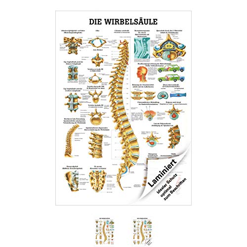 Sport-Tec Wirbelsäule Mini-Poster Anatomie 34x24 cm medizinische Lehrmittel Sport-Tec Wirbelsäule Mini-Poster Anatomie 34x24 cm medizinische Lehrmittel von Sport-Tec