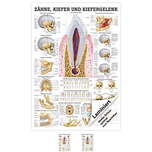 Sport-Tec Zähne und Kiefergelenk Mini-Poster Anatomie 34x24 cm medizinische Lehrmittel von Sport-Tec