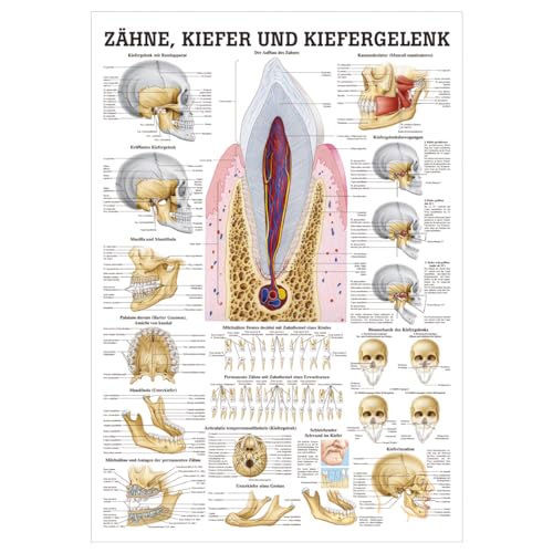 Sport-Tec Zähne und Kiefergelenk Mini-Poster Anatomie 34x24 cm medizinische Lehrmittel von Sport-Tec