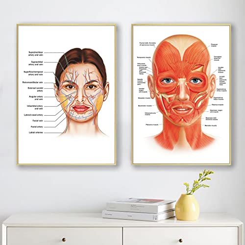 Gesichtsarterie, Muskel-Poster, Muskel-Leinwand, Wandkunst, Gesichts-Anatomie, Poster für Krankenhaus, Klinik, Dekoration, Arztkunstwerk, Gesichtsgefäße, Poster, 40.6x61x61 cm, ohne Rahmen von Spreefdian