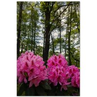 Holzdrucke/Wanddeko 40x60cm - Pink Rhododendron Spreewaldliebe von Spreewaldliebe