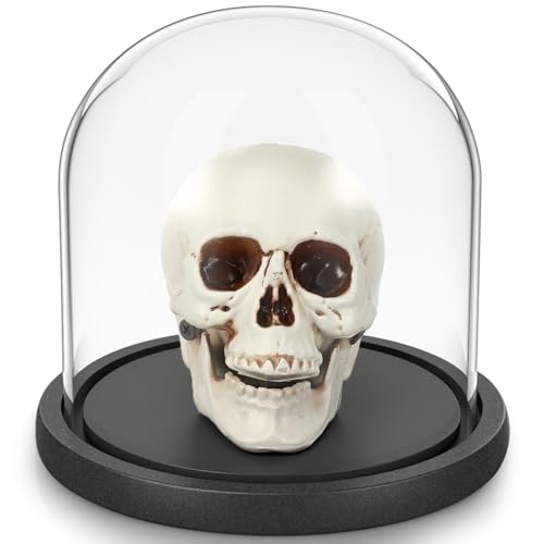 Sratte Halloween-Dekor, Kunststoff-Totenkopf-Modell mit Holzsockel, Glaskuppel, Halloween-Tischdekoration, Glasbehälter für DIY-Platzierung, Blumen, Kerzen, Pflanzen, Zuhause, Party, Hochzeit, Blumen Sratte Halloween-Dekor, Kunststoff-Totenkopf-Modell mit Holzsockel, Glaskuppel, Halloween-Tischdekoration, Glasbehälter für DIY-Platzierung, Blumen, Kerzen, Pflanzen, Zuhause, Party, Hochzeit, Blumen von Sratte