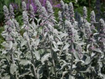 Byzantinischer Wollziest, Stachys byzantina, Containerware von Stachys byzantina