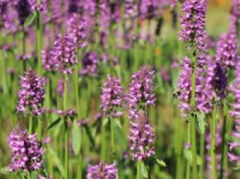 Dichtblütiger Ziest 'Hummelo', Stachys monnieri 'Hummelo', Containerware von Stachys monnieri 'Hummelo'