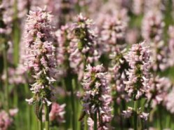 Ziest 'Rosea', Stachys monnieri 'Rosea', Topfware von Stachys monnieri 'Rosea'