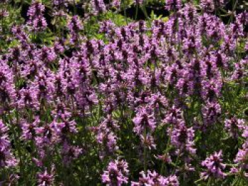 Echter Ziest / Heilender Ziest, Stachys officinalis, Topfware von Stachys officinalis