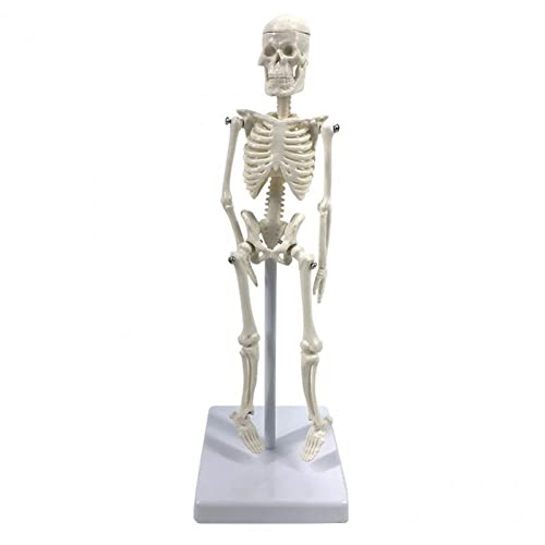 Menschliches Skelettmodell 22cm Medical Skeleton Model Bones Lernmodell Abnehmbares Skelettmodell Für Die Studienunterricht von Stakee