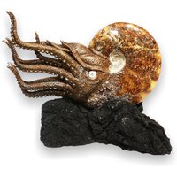 Ammonit Skulptur 22, 5cm Auf Dekorativer Schwarzer Lava Basis in Geschenkbox von StarbornEurope