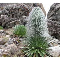 Haariger Mann Kaktus - Lobelia Telekii Seltene Kaktusart von StargazerExotics