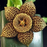 Krötenblume - Orbea Variegata Seltene Kaktusart von StargazerExotics
