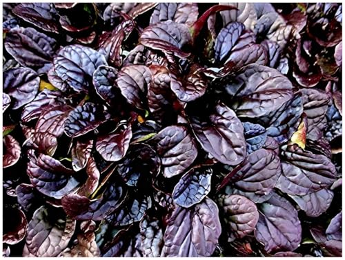 1 x Ajuga reptans 'Mahogany' (Winterhart/Stauden/Staude/Mehrjährig/Immergrün/Bodendecker) Kriechender Günsel - Bodenbedecker mit edlem Farbspiel - Bienenfreundlich - von Stauden Gänge von Stauden Gänge
