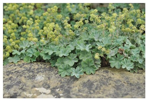 1 x Alchemilla erythropoda (Winterhart/Stauden/Staude/Mehrjährig/Bodendecker) Kleiner Frauenmantel - Sehr Insekten und Bienenfreundlich - absolut Pflegeleicht - von Stauden Gänge von Stauden Gänge