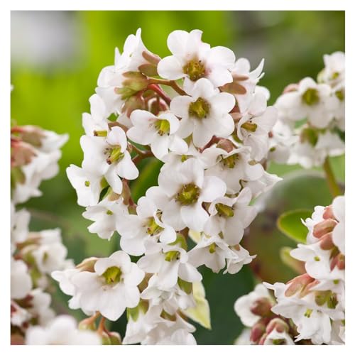 1 x Bergenia cordifolia 'Beach' (Winterhart/Stauden/Staude/Mehrjährig/Immergrün/Bodendecker) Bergenie - Pflegeleicht und vielseitig, ein echter Hingucker - Bienenfreundlich - von Stauden Gänge von Stauden Gänge