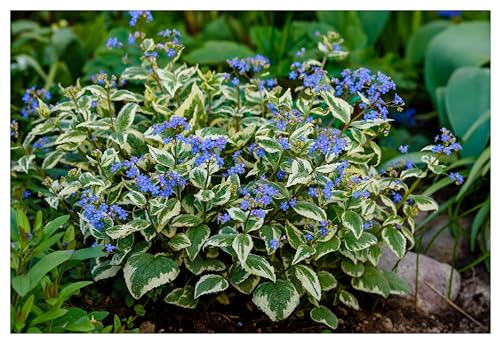 1 x Brunnera macrophylla 'Variegata' (Winterhart/Stauden/Staude/Mehrjährig/Bodendecker) Kaukasus Vergissmeinnicht - tolle Blattschmuckstaude - absolut Pflegeleicht - von Stauden Gänge von Stauden Gänge