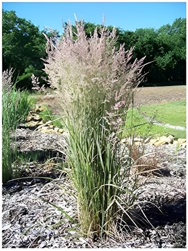 1 x Calamagrostis x acutiflora 'Overdam' im 1 Liter Topf (Ziergras/Gräser/Winterhart/Mehrjährig) Buntes Reitgras - Top als Sichtschutz - Perfekte Kübelpflanze - von Stauden Gänge von Stauden Gänge