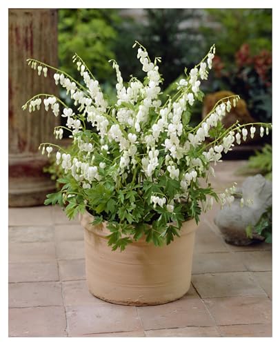1 x Dicentra spectabilis 'Alba' (Stauden/Staude/Mehrjährig/Winterhart) Weißes Tränendes Herz - Märchenhafte Schönheit für den Frühlingsgarten - Seltenheit - Rarität - von Stauden Gänge von Stauden Gänge