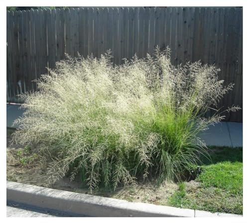 1 x Eragrostis curvula im 1 Liter Topf (Stauden/Staude/Ziergras/Gräser/Winterhart/Mehrjährig) Afrikanisches Liebesgras - Filigrane Eleganz, die im Wind tanzt - von Stauden Gänge von Stauden Gänge