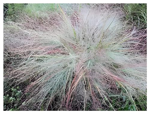 1 x Eragrostis elliottii 'Blue Eros‘ im 1 Liter Topf (Stauden/Staude/Ziergras/Gräser/Winterhart/Mehrjährig) Blaues Liebesgras - ein absoluter Hingucker - von Stauden Gänge von Stauden Gänge