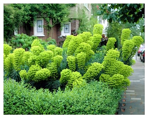 1 x Euphorbia characias ssp. ‚Wulfenii' (Stauden/Staude/Mehrjährig/Winterhart/Immergrün) Mittelmeer- Wolfsmilch - außergewöhnliche Blüten - Perfekt als Kübelpflanze - von Stauden Gänge von Stauden Gänge