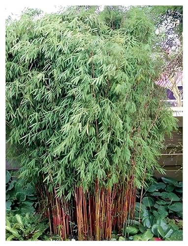 1 x Fargesia jiuzhaigou 'Genf/Geneve/Red Dragon' im C2 Topf (Bambus/Bamboo/Winterhart/Ziergras/Mehrjährig) Roter Bambus - winterhart immergrün - macht keine Wurzelausläufer - von Stauden Gänge von Stauden Gänge
