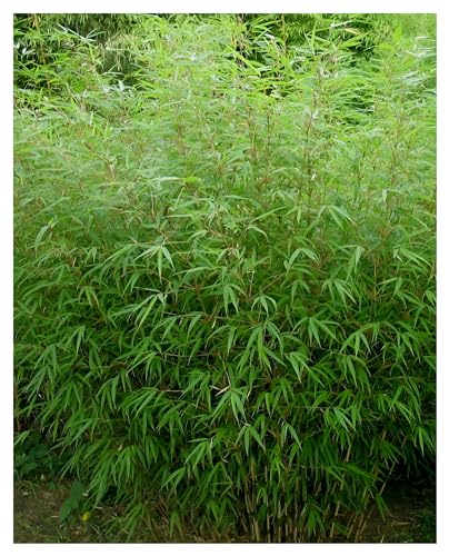 1 x Fargesia murielae 'Rufa' im C2 Topf (Bambus/Bamboo/Winterhart/Ziergras/Mehrjährig) Heckenbambus - winterhart immergrün - Top Sorte für Hecke - macht keine Wurzelausläufer - von Stauden Gänge von Stauden Gänge