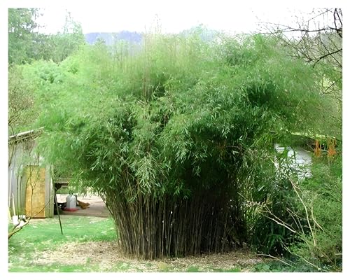 1 x Fargesia nitida 'Great Wall' im C2 Topf (Bambus/Winterhart/Ziergras/Mehrjährig) Roter Bambus - winterhart immergrün - Top Sorte für Hecke - macht keine Wurzelausläufer - von Stauden Gänge von Stauden Gänge