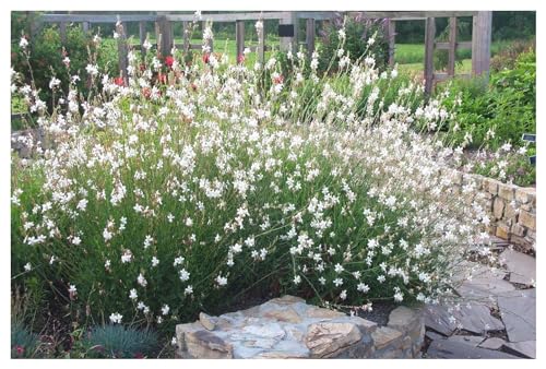 1 x Gaura lindheimeri 'Whirling Butterflies‘ (Stauden/Staude/Winterhart/Mehrjährig) Prachtkerze weiß- Dauerblüher - Sehr bienenfreundlich - für alle Insekten sehr wertvoll - von Stauden Gänge von Stauden Gänge