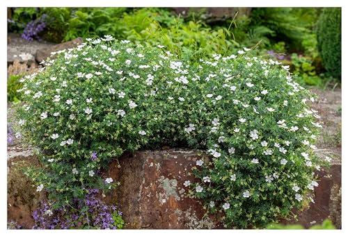 1 x Geranium sanguineum 'Album' (Winterhart/Stauden/Staude/Mehrjährig/Bodendecker) Weißer Blut Storchschnabel - Ein Meer aus weißen Blüten den ganzen Sommer - Bienenfreundlich - von Stauden Gänge von Stauden Gänge