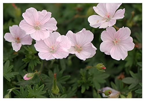 1 x Geranium sanguineum 'Apfelblüte' (Winterhart/Stauden/Staude/Mehrjährig/Bodendecker) Rosa Blut Storchschnabel/Storchenschnabel - Ein Blütentraum in pastellfarbenem Charme - von Stauden Gänge von Stauden Gänge