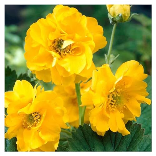 1 x Geum chiloense 'Lady Stratheden/Goldball‘ (Winterhart/Stauden/Staude/Mehrjährig/Immergrün) Gelber Chilenische Nelkenwurz - Sonniger Charme mit endloser Blühfreude - von Stauden Gänge von Stauden Gänge