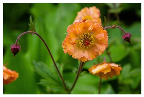 1 x Geum chiloense 'Totally Tangerine' (Winterhart/Stauden/Staude/Mehrjährig/Immergrün) Orange Chilenische Nelkenwurz - Sehr Bienenfreundlich - absolut Pflegeleicht - von Stauden Gänge von Stauden Gänge