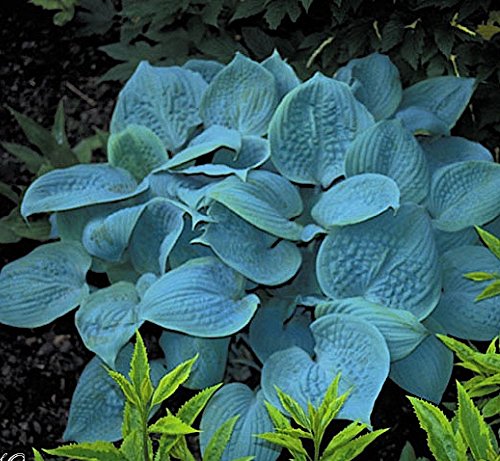 1 x Hosta plantaginea 'Fragrant Blue' 1 Liter (Funkie, Herzblatt-Lilie) von Stauden Gänge