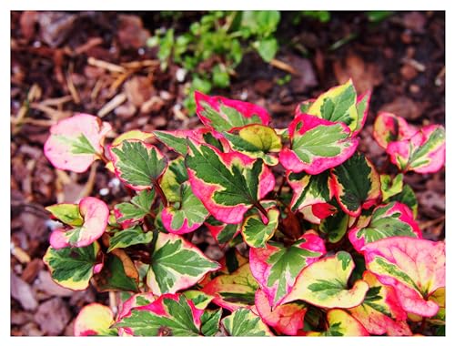 1 x Houttuynia cordata 'Chameleon' (Winterhart/Stauden/Staude/Mehrjährig/Bodendecker) Bunter Eidechsenschwanz - Ein Feuerwerk aus Rot, Gelb und Grün - Teichrandpflanze - von Stauden Gänge von Stauden Gänge