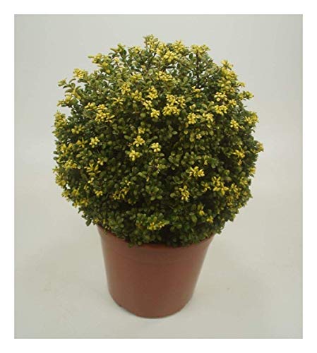1 x Ilex crenata 'Convexa' Kugel 25-35 cm (Buchsbaum Ersatz/Immergrün/Winterhart/Mehrjährig) Löffel Ilex - Der perfekte Buchsbaum-Ersatz für Ihren Garten - von Stauden Gänge von Stauden Gänge