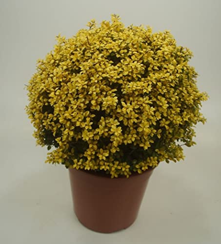 1 x Ilex crenata 'Golden Gem‘ Kugel 30-40 cm (Gelber Berg Ilex) Buxbaum Ersatz von Stauden Gänge