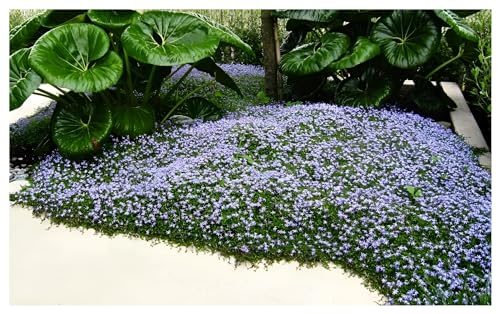 1 x Isotoma fluviatilis (Winterhart/Staude/Bodendecker/Mehrjährig/Stauden) Blauer Bubikopf/Gaudich - Dauerblüher - Sanfte Teppiche aus lebendigem Blau - Rasenersatz - von Stauden Gänge von Stauden Gänge
