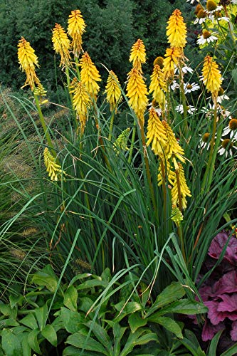 1 x Kniphofia ‘Bananna Popsicle’ (Winterhart/Staude) Fackellilie Tritome von Stauden Gänge