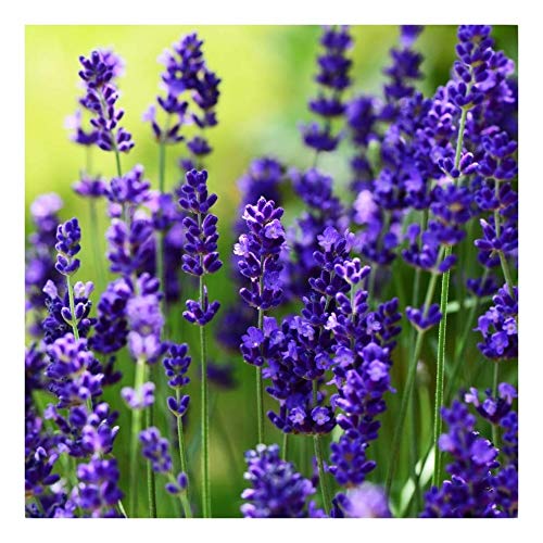 1 x Lavandula angustifolia 'Ellagance Purple' (Lavendel) ab 1,19 € pro Stück von Stauden Gänge