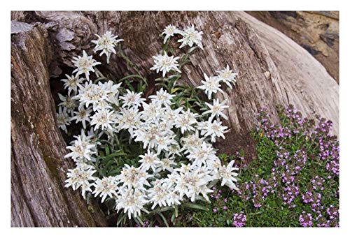 1 x Leontopodium souliei 'Alpina White' (Edelweiss) Staude/winterhart von Stauden Gänge