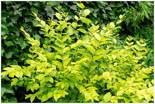 1 x Ligustrum x vicaryi (Gehölz/Heckenpflanze/Winterhart/Mehrjährig/Immergrün) Gelblaubiger Liguster - Ein leuchtender Blickfang, der das ganze Jahr begeistert - von Stauden Gänge von Stauden Gänge