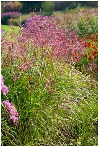 1 x Miscanthus sinensis 'Ferner Osten' im 1 Liter Topf (Ziergras/Gräser/Winterhart/Mehrjährig/Staude) Rotes Chinaschilf - Ziergras mit atemberaubender Farbgebung - von Stauden Gänge von Stauden Gänge