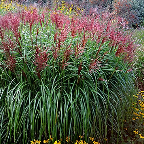 1 x Miscanthus sinensis ‚Rotsilber‘ XXL Topf (Ziergras/Gräser/Stauden/Winterhart) Rotes Chinaschilf 5 Liter Topf von Stauden Gänge